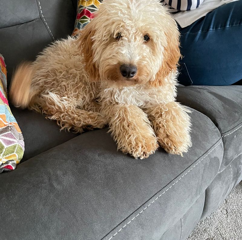 Bailey the dog — original photo