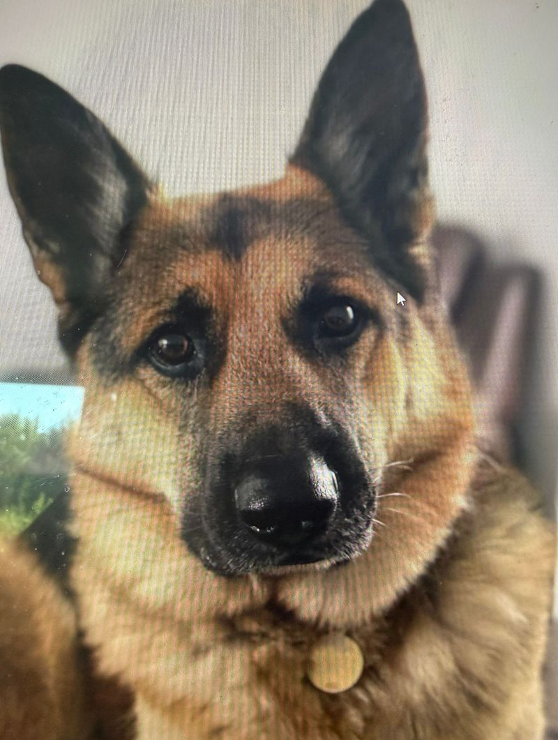 Jax the dog — original photo