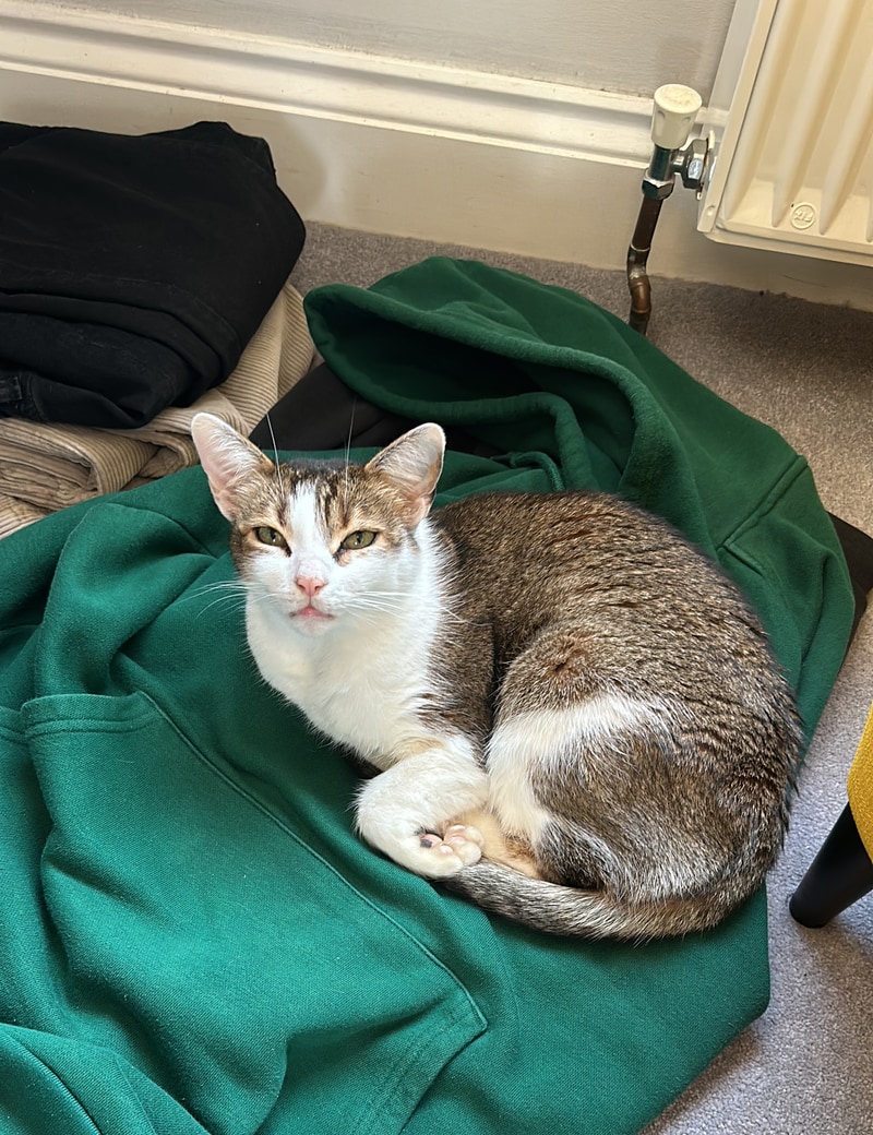 Jerry the cat — original photo