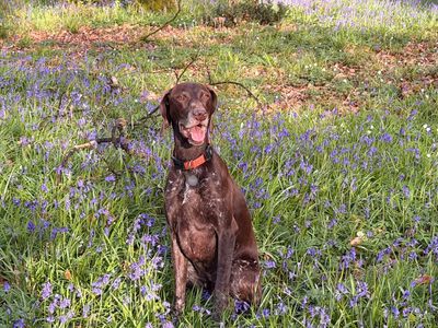 Monty the dog — original photo
