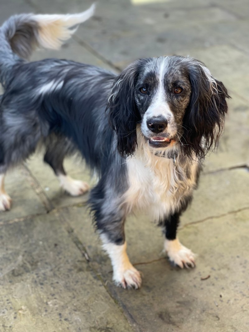 Otis the Spaniel — original photo