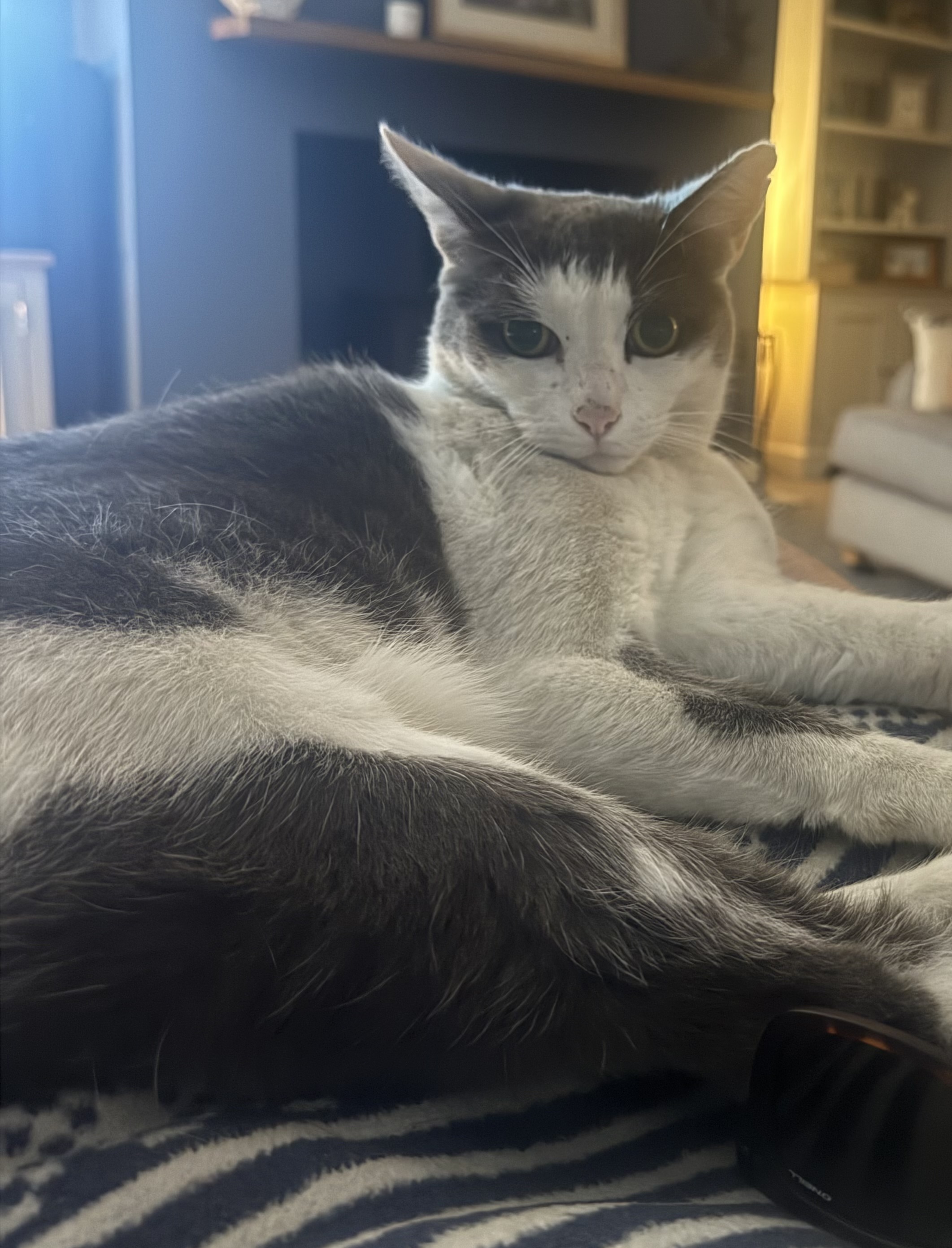 Rigby the cat — original photo
